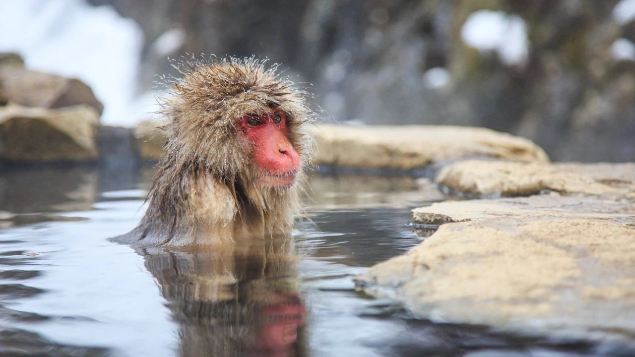 Nagano Snow Monkey Park Full-Day Private Guided Tour — private tour in Japan